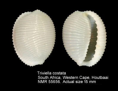 Triviella costata (3).jpg - Triviella costata (Gmelin,1791)